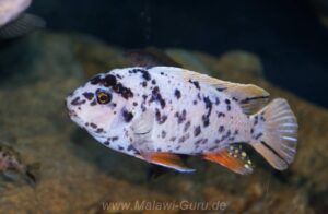 Labeotropheus fuelleborni 'Thumbi West'